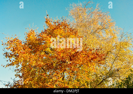 Giallo dorato di faggio e argento Betulla foglie nel novembre del Regno Unito Foto Stock