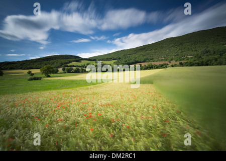 Poppies in orzo campo nei pressi di Campi, Umbria, Italia Foto Stock