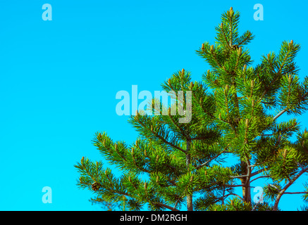 Northern Abete con coni sui rami cielo blu su sfondo natura scandinavo Foto Stock