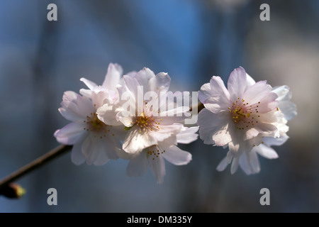 Immagine macro di una fioritura invernale Cherry Tree blossom (Prunus x subhirtella Autumnalis) Foto Stock