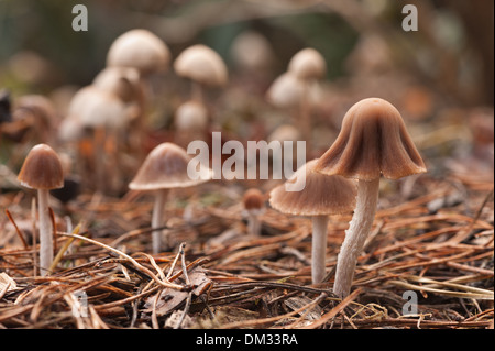 Yong waxcap rosa con forma distintiva cappuccio come visto nella lontana specie differenti Foto Stock