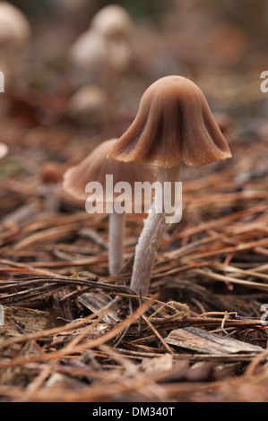 Yong waxcap rosa con forma distintiva cappuccio come visto nella lontana specie differenti Foto Stock