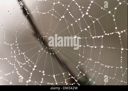 Condensato acqua di rugiada scende catturati sospeso su filamenti sottili di spider web con nebbia in background Foto Stock