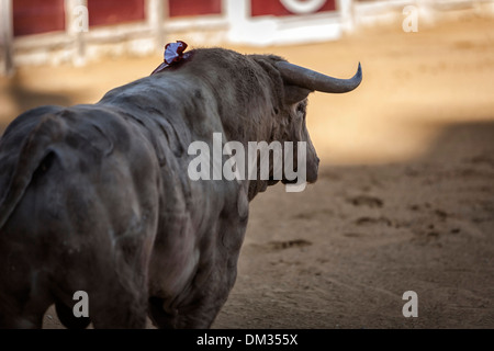 La cattura della figura di un coraggioso bull in una corrida, Spagna Foto Stock