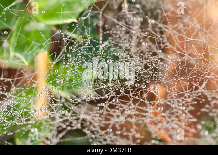 Condensato acqua di rugiada scende catturati sospeso su filamenti sottili di spider web con foglie in background Foto Stock