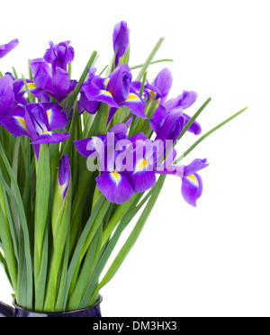 Blue irise bouquet di fiori Foto Stock