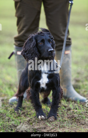 Un Cocker Spaniel con il suo gestore su un fagiano sparare in Inghilterra Foto Stock