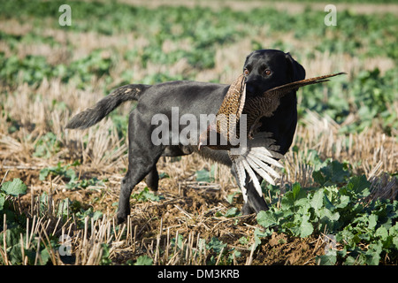 Un Nero Labrador Retriever il recupero di un fagiano su una ripresa in Inghilterra Foto Stock