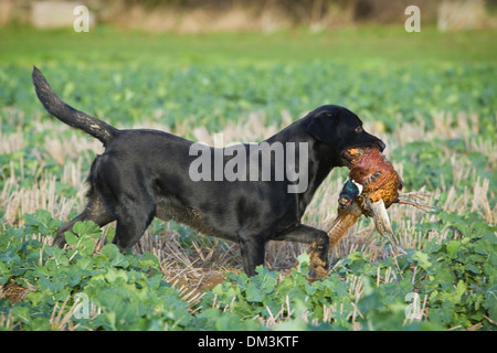 Un Nero Labrador Retriever il recupero di un fagiano su una ripresa in Inghilterra Foto Stock