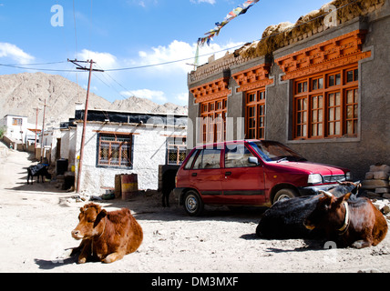 Ladakh, India - 12 Luglio 2009: due mucche rilassarsi in una strada di Leh Foto Stock