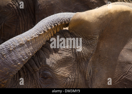 I giovani dell' elefante africano (Loxodonta africana) Bush o di Elefanti Elefante Savana Foto Stock