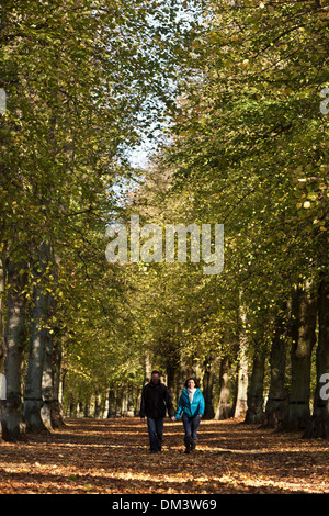 Un giovane a piedi lungo il Tiglio Avenue a Clumber Park, vicino a Worksop, Nottinghamshire. 1 novembre 2013. Foto Stock