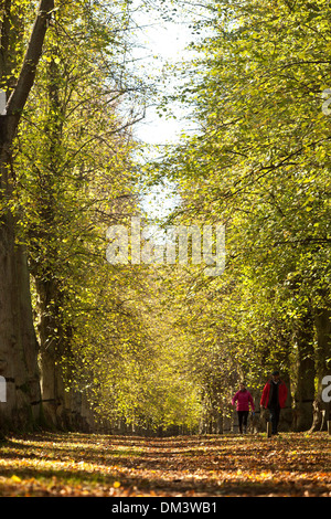 Un giovane a piedi lungo il Tiglio Avenue a Clumber Park, vicino a Worksop, Nottinghamshire. 1 novembre 2013. Foto Stock