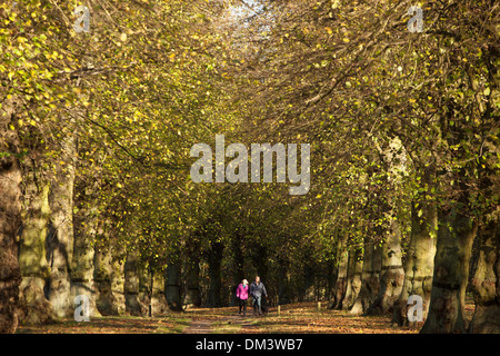 Un giovane a piedi lungo il Tiglio Avenue a Clumber Park, vicino a Worksop, Nottinghamshire. 1 novembre 2013. Foto Stock