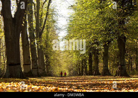 Un giovane a piedi lungo il Tiglio Avenue a Clumber Park, vicino a Worksop, Nottinghamshire. 1 novembre 2013. Foto Stock