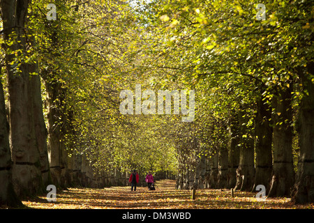 Un giovane a piedi lungo il Tiglio Avenue a Clumber Park, vicino a Worksop, Nottinghamshire. 1 novembre 2013. Foto Stock