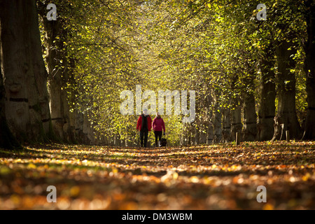 Un giovane a piedi lungo il Tiglio Avenue a Clumber Park, vicino a Worksop, Nottinghamshire. 1 novembre 2013. Foto Stock