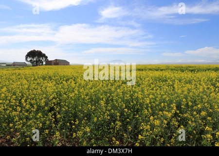 I campi di canola sull'autostrada N2 Foto Stock