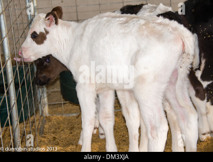 Serie di vitello in bianco e nero di vitella vitello neonato un giorno vecchi ritratti colpo alla testa e piedi freishan mucca Foto Stock