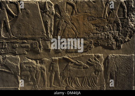 Rilievo raffigurante un diverse fasi di raccolta. Tomba di Seshemnefer, Giza. Calcare. Antico Regno. V dinastia. 2430 BC. Foto Stock