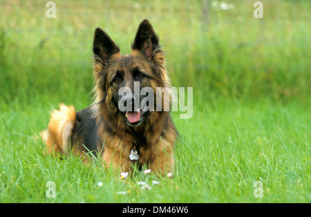 Antico tedesco capelli lunghi pastore, Altdeutscher Langhaar-Schäferhund Foto Stock