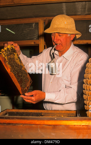 Apicoltore, api, honeycomb, Imker, Bienen, Waben Foto Stock