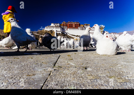 Palazzo del Potala con piccioni in primo piano. Lhasa, in Tibet Foto Stock