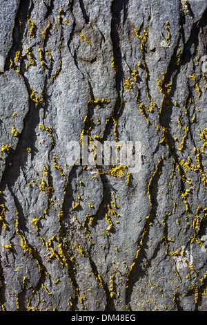 Retro di una vecchia tomba di pietra con il giallo licheni crescono su di esso in una vecchia Nuova Inghilterra nel cimitero della Cornovaglia, New Hampshire. Foto Stock