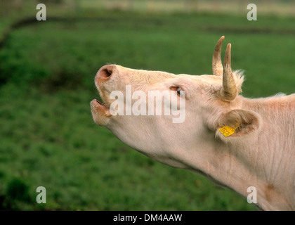 Waliser Schwarzvieh, Gallese nero, Welsh crosta nera Foto Stock