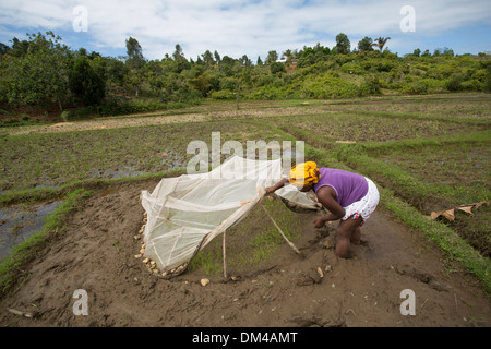 Un agricoltori trapianti stocchi di riso nelle zone rurali Vatomandry distretto, Madagascar. Foto Stock