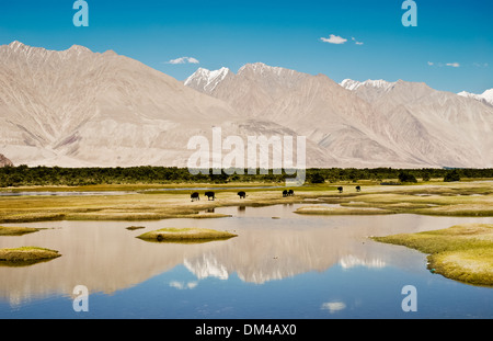 Ladakh, India - 17 Luglio 2009: la riflessione di alta montagna nelle acque del lago di Tso Kar. Foto Stock