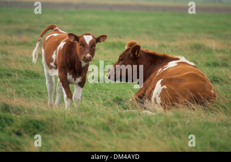 Colorato di rosso di manzo di pianura, Rotbunte Niederungsrinder, Rotbuntes Niederungsrind Foto Stock