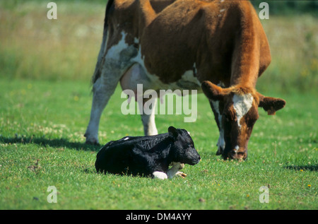 Colorato di rosso di manzo di pianura, Rotbunte Niederungsrinder, Rotbuntes Niederungsrind Foto Stock