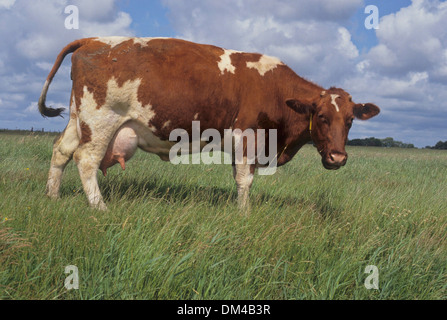 Colorato di rosso di manzo di pianura, Rotbunte Niederungsrinder, Rotbuntes Niederungsrind Foto Stock