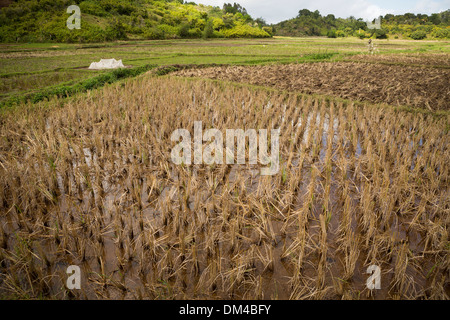 Un raccolto di riso in campo Fenerive Est distretto, Madagascar. Foto Stock