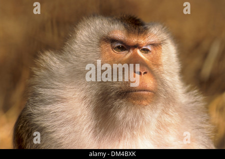 Northern pig-coda Macaque (Macaca leonina), Schweinsaffe, Nördlicher Schweinsaffe (Macaca leonina) Foto Stock