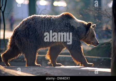 L'orso bruno (Ursus arctos), Zoo: Braunbär, Foto Stock