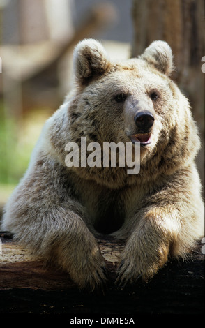 Siro l'orso bruno (Ursus arctos syriacus), Syrischer Braunbär (Ursus arctos syriacus) Foto Stock