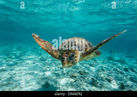 Per tartarughe marine caretta caretta, nuoto verso il fotografo attraverso chiare turchesi acque tropicali Foto Stock