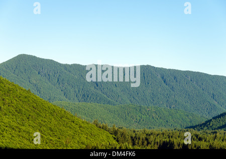 Lussureggianti verdi colline tappezzate in alti pini Foto Stock
