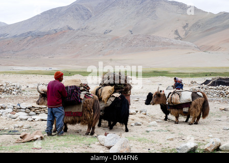 Ladakh, India - 21 Luglio 2009: Changpa pastori nomadi yak di scarico vicino al Tso moriri lago. Foto Stock