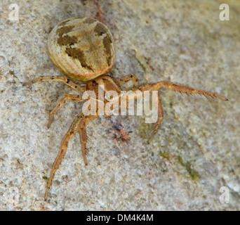 In prossimità di una femmina,un terreno comune, ragno granchio,Xysticus cristatus. Essex, Regno Unito Foto Stock