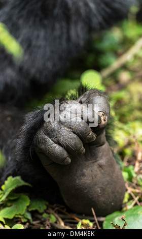 Gorilla di Montagna piedi Beringei Beringei Parco Nazionale Vulcani Ruanda Africa Foto Stock