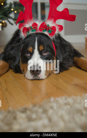 Un giovane Bovaro del Bernese indossa i palchi e un cappello da Babbo Natale a Natale Foto Stock