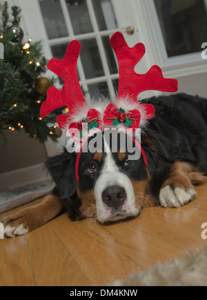 Un giovane Bovaro del Bernese indossa i palchi e un cappello da Babbo Natale a Natale Foto Stock