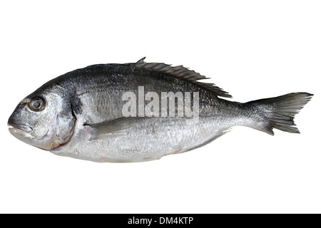 Pesce fresco orata isolato su uno sfondo bianco Foto Stock