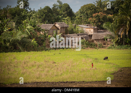 Villaggio e risaie a Fenerive Est distretto, Madagascar Foto Stock