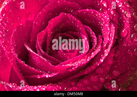 Rosa rosa con gocce d'acqua su petali Foto Stock