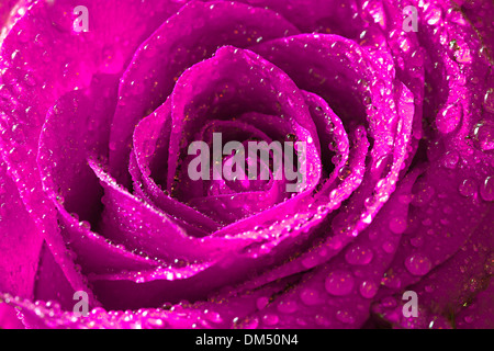 Rosa rosa con gocce d'acqua su petali Foto Stock