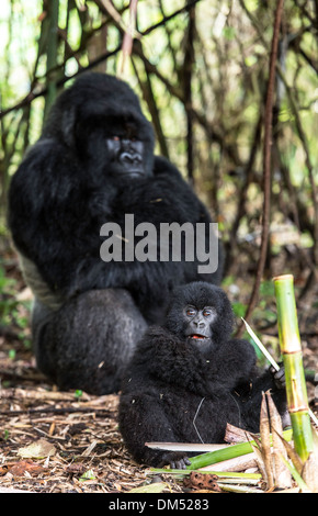 Mountain Gorilla Beringei Beringei Parco Nazionale Vulcani Ruanda Africa Foto Stock